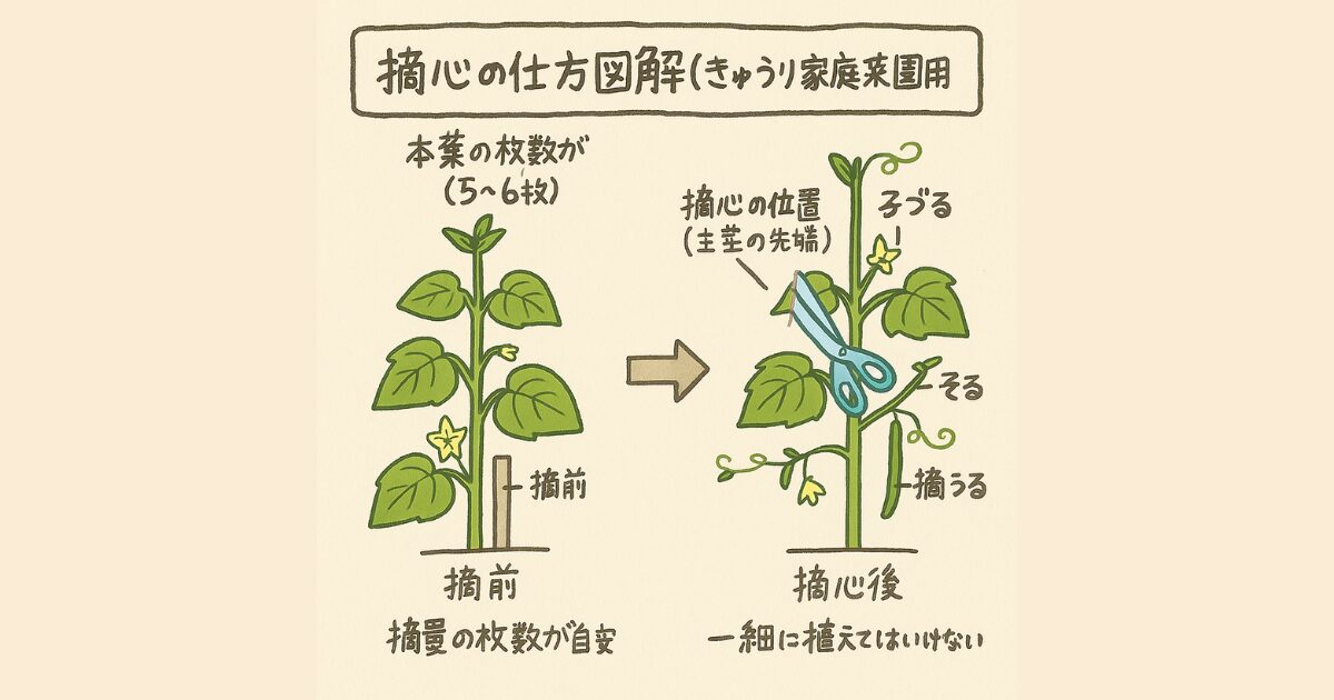 きゅうりの摘心図解