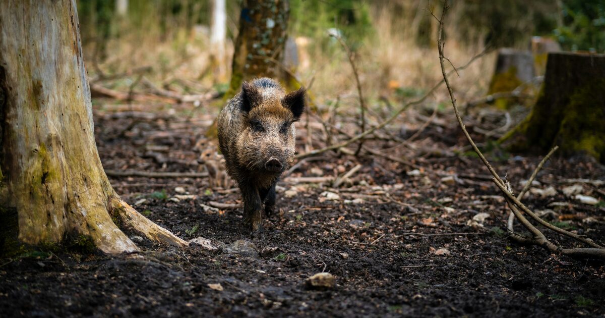 畑を荒らす動物の写真