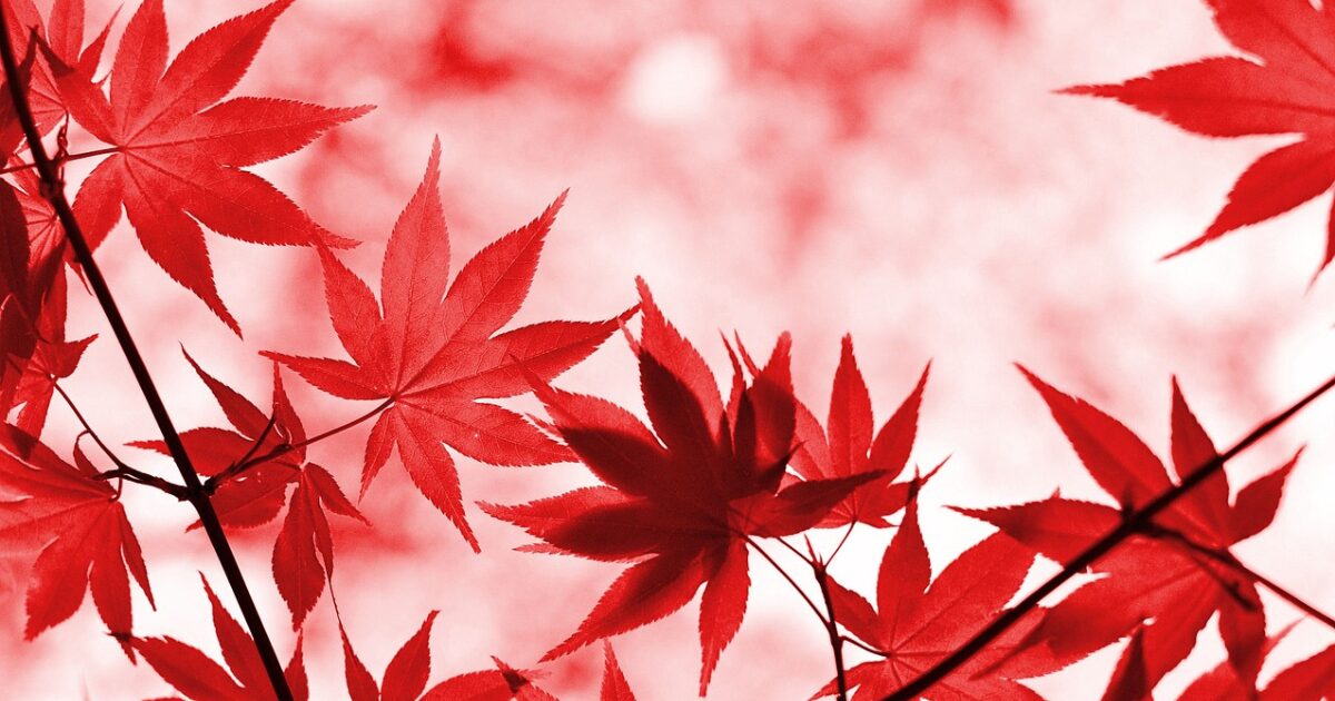 紅葉の写真