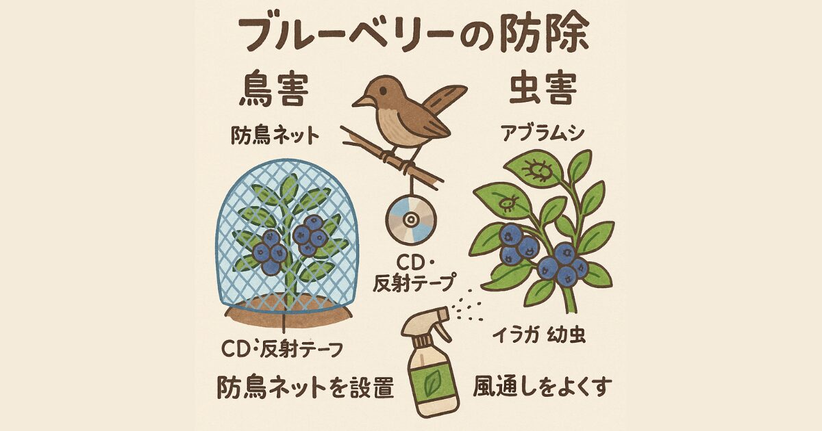 ブルーベリーの図解