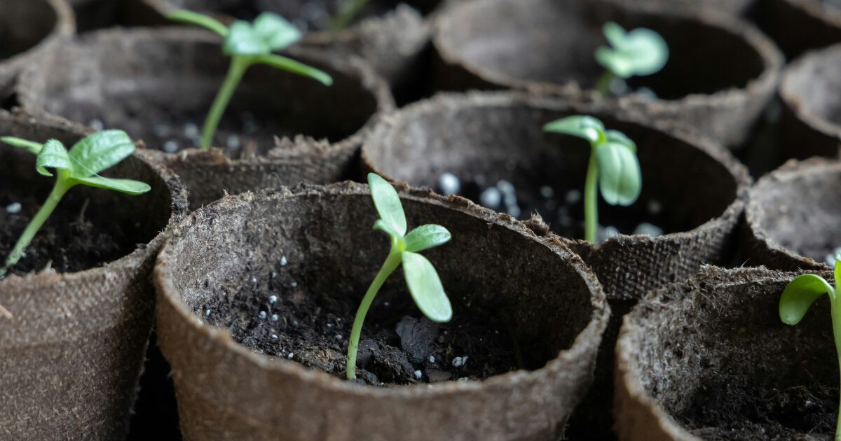 苗のイメージ図