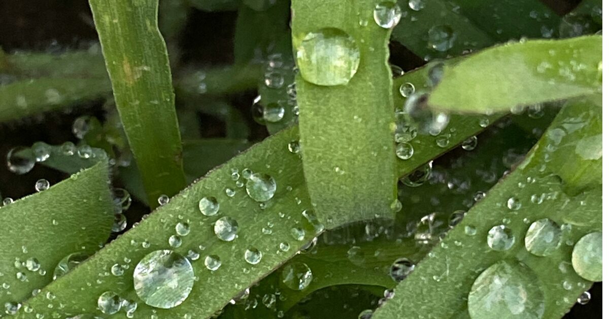 空心菜の写真