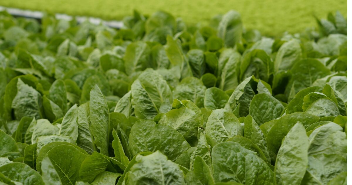 ほうれん草の写真