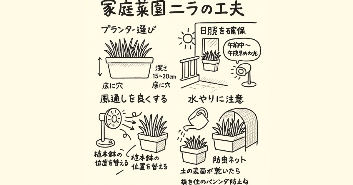 ニラの図解