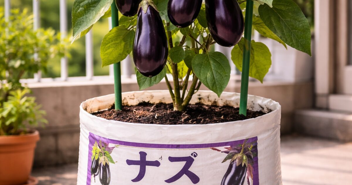 ナスの袋栽培のイメージ図