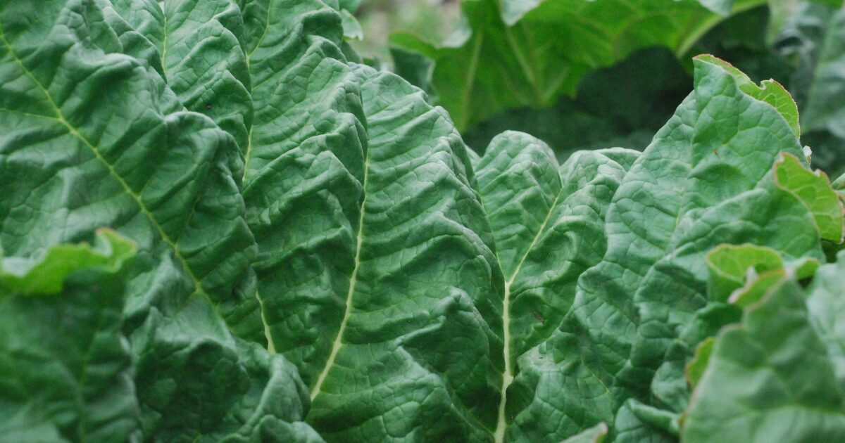 葉物野菜の写真