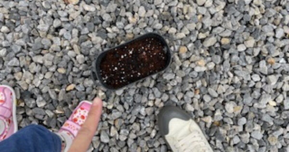 娘と種まきしてから1週間程度経過してから見たプランター