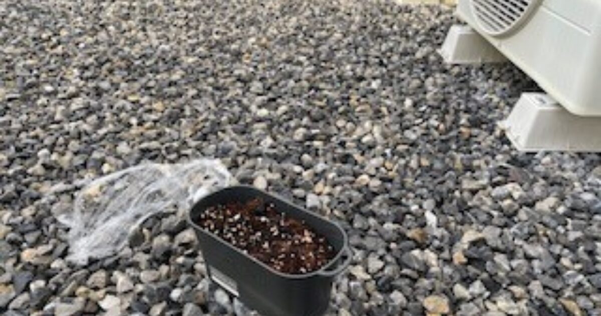 ほったらかされたプランターで、保温用のサランラップがとれている