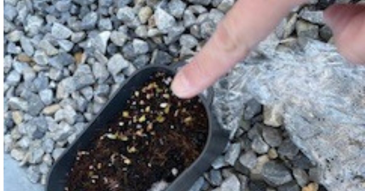 プランターからラディッシュの芽が出てきている